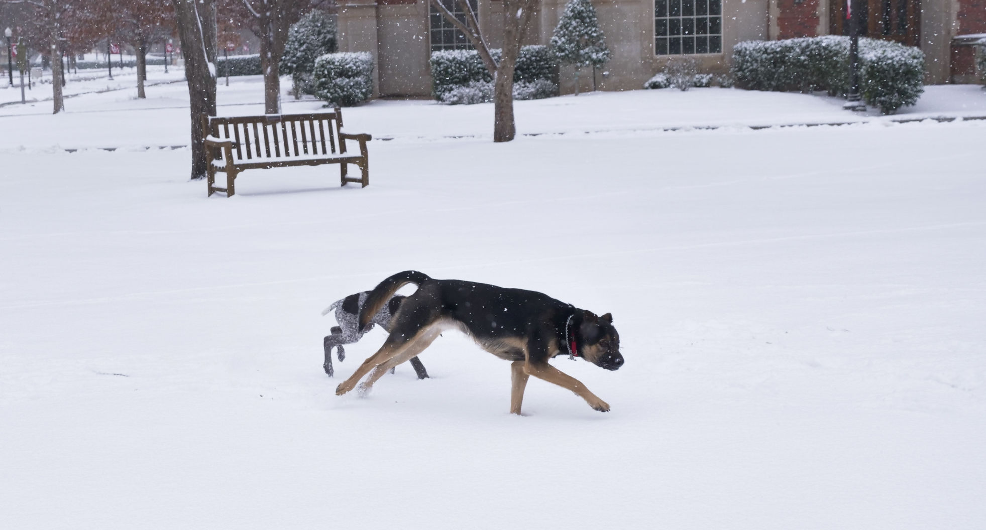 Dogs in snow